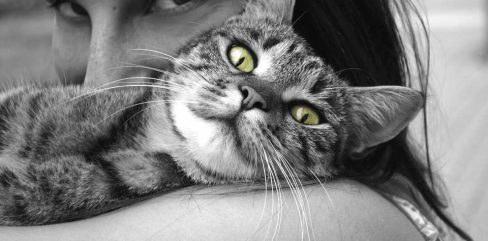 curiosity-killed-cat